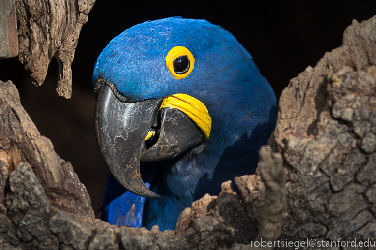 hyacinth macaw